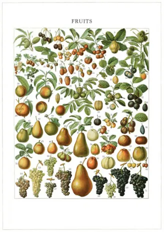 Fruits - Greeting card