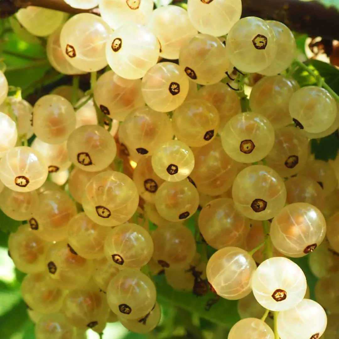 Gooseberry Stud Earrings